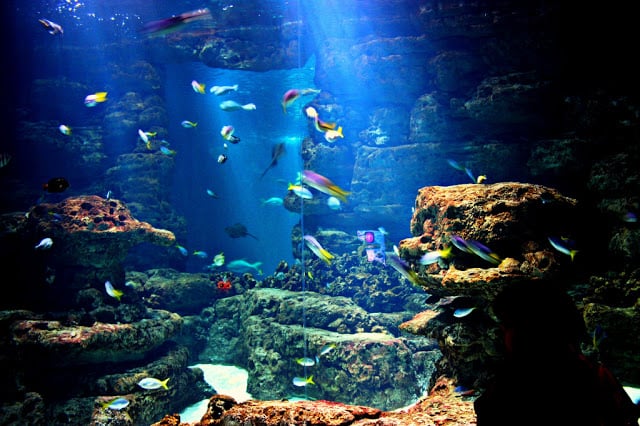 Tanque de peixes do Aquarium Cinéaqua de Paris Tanque de peixes do Aquarium Cinéaqua de Paris