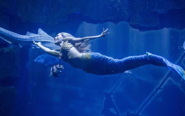 A sereia Claire do Aquarium Cinéaqua de Paris A sereia Claire do Aquarium Cinéaqua de Paris