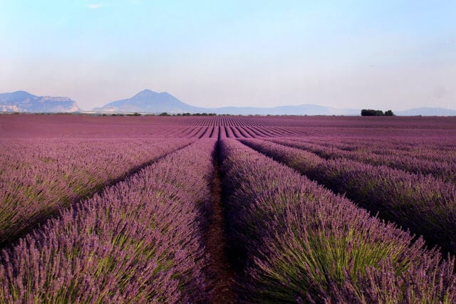 Campos de lavanda em Gorges du Verdon Campos de lavanda em Gorges du Verdon