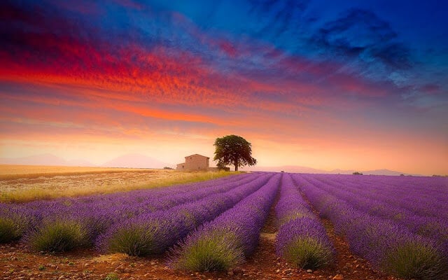 Campos de lavanda em Provence Campos de lavanda em Provence